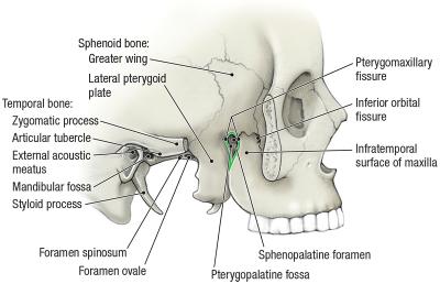 thumbs/Skeleton of Infratemporal Region.jpeg.jpg
